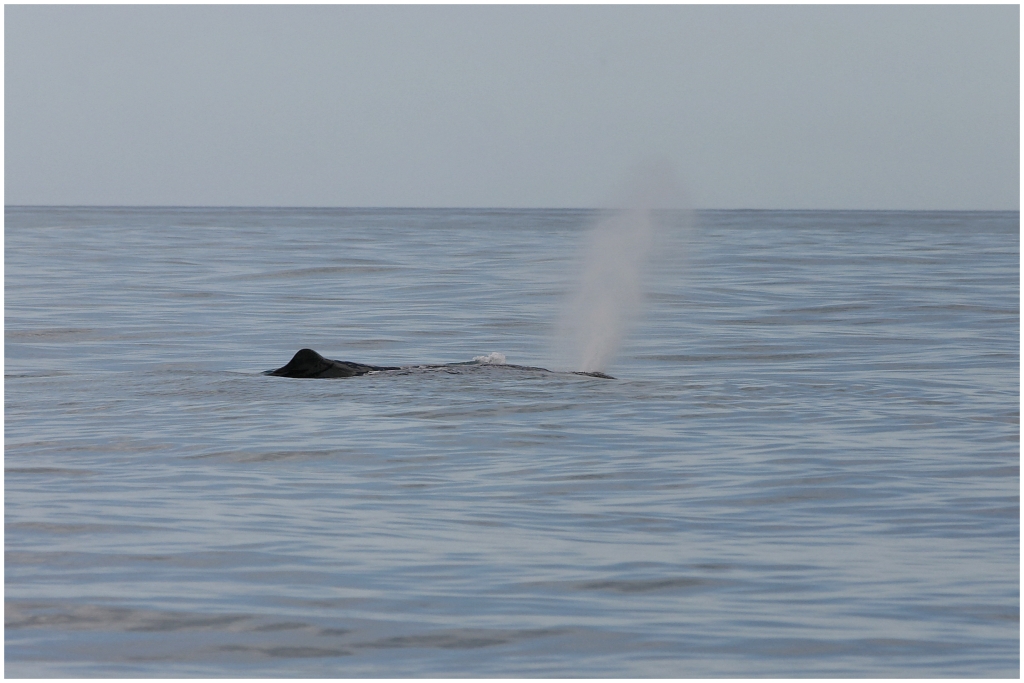 14 - Kaikoura (16).jpg